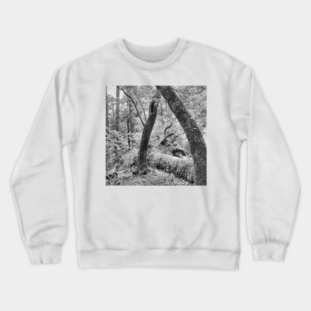 Dipsea Trail, Muir Woods National Monument Crewneck Sweatshirt by rodneyj46